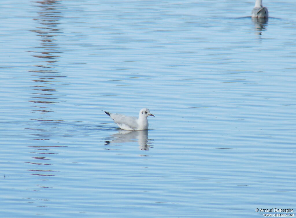 Andean Gull