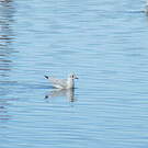 Mouette des Andes