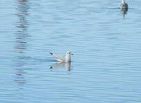 Mouette des Andes