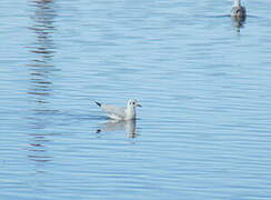 Andean Gull