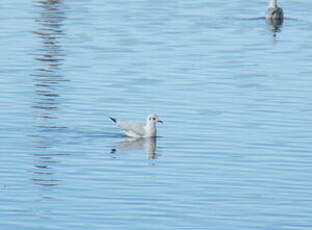 Mouette des Andes