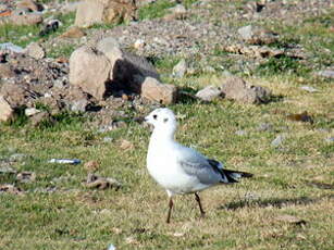 Mouette des Andes