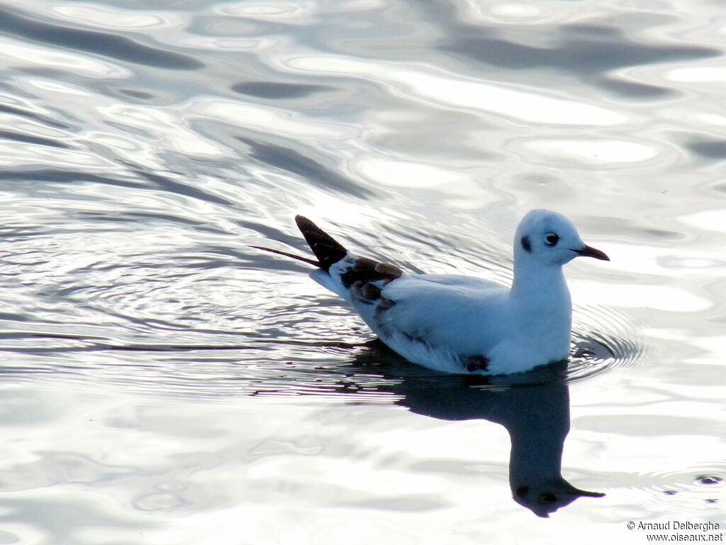 Andean Gull