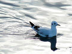 Mouette des Andes