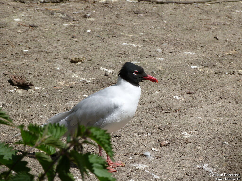 Mediterranean Gull