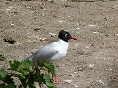 Mouette mélanocéphale