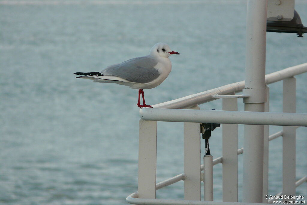 Mouette rieuse