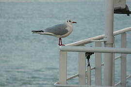 Black-headed Gull