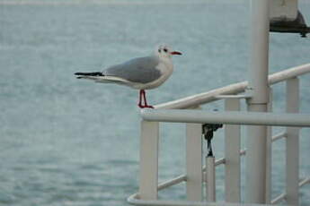 Mouette rieuse