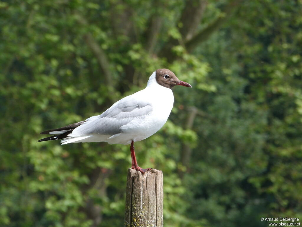 Black-headed Gull