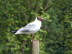 Mouette rieuse