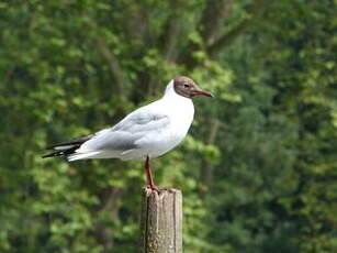 Mouette rieuse