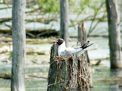 Mouette rieuse