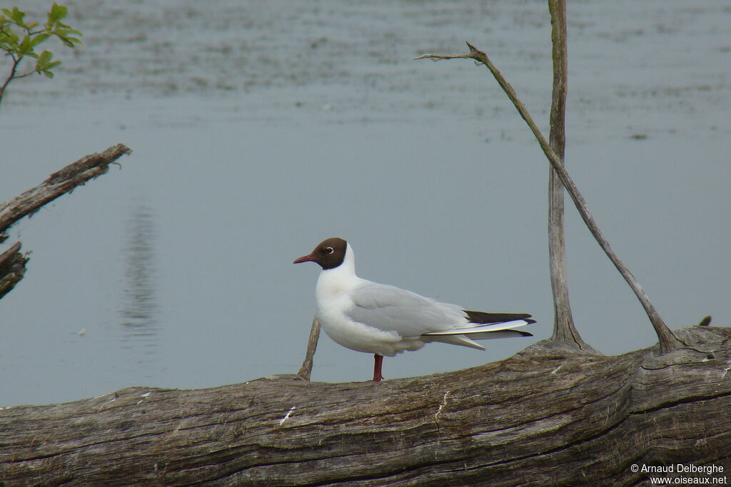 Black-headed Gull