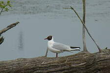 Mouette rieuse