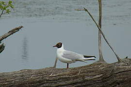 Black-headed Gull