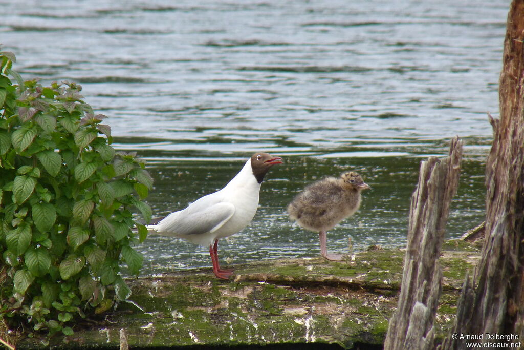 Mouette rieuse