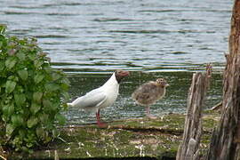 Mouette rieuse