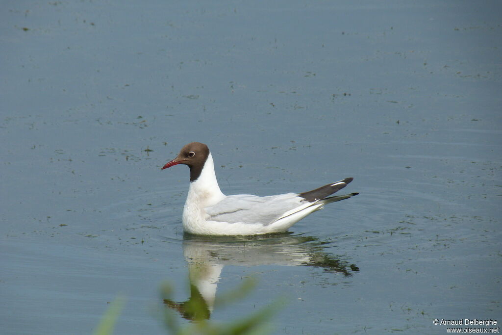 Mouette rieuse