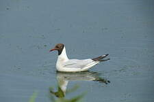 Mouette rieuse