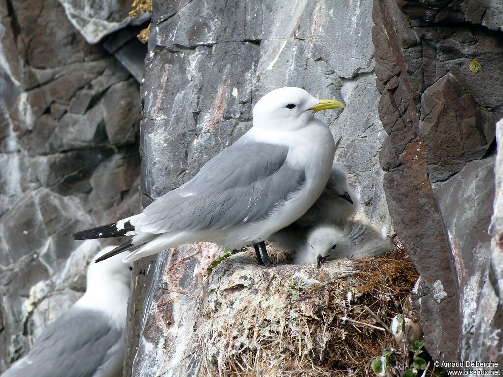 Mouette tridactyle