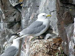 Black-legged Kittiwake