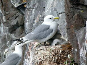 Mouette tridactyle