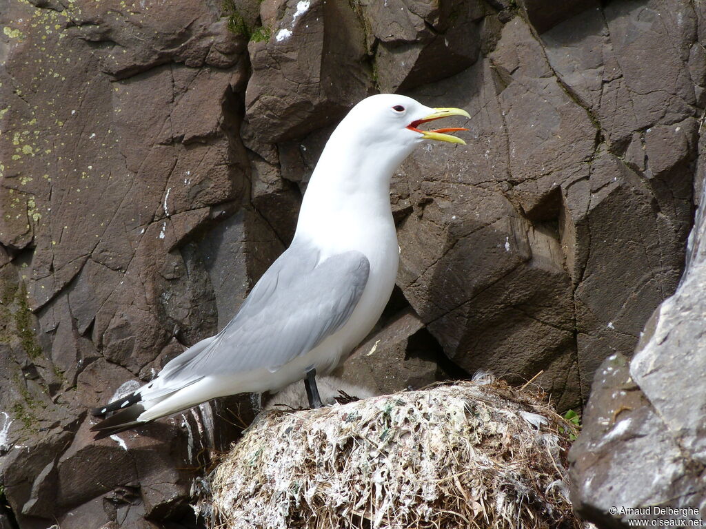 Black-legged Kittiwake