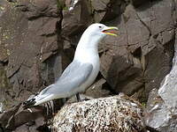 Mouette tridactyle