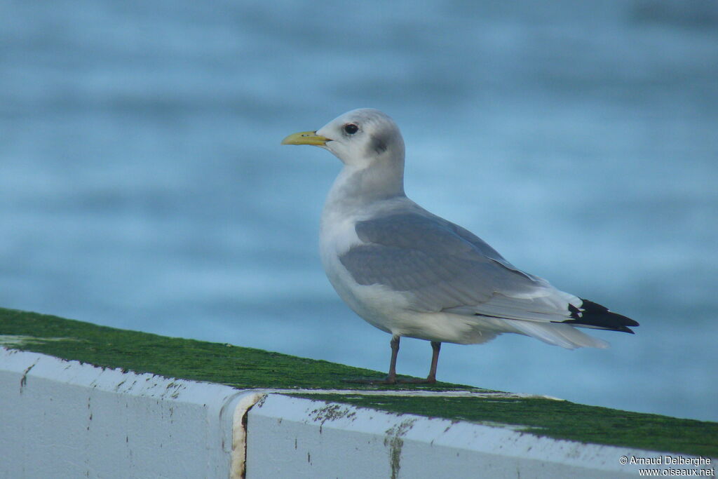 Mouette tridactyle