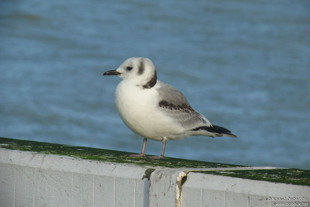 Black-legged Kittiwake