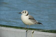 Mouette tridactyle