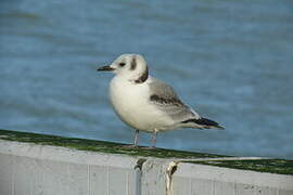 Black-legged Kittiwake