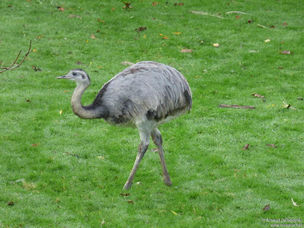 Greater Rhea