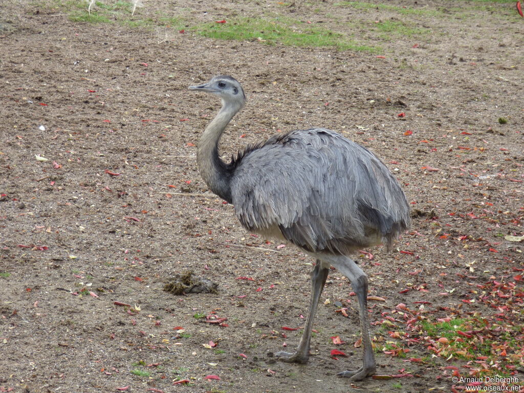 Greater Rhea