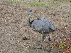 Greater Rhea