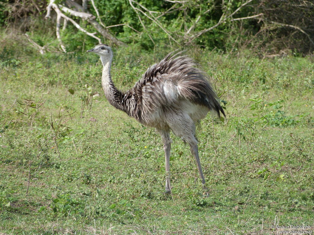 Greater Rhea