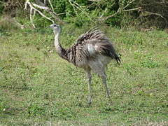 Greater Rhea