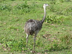 Greater Rhea