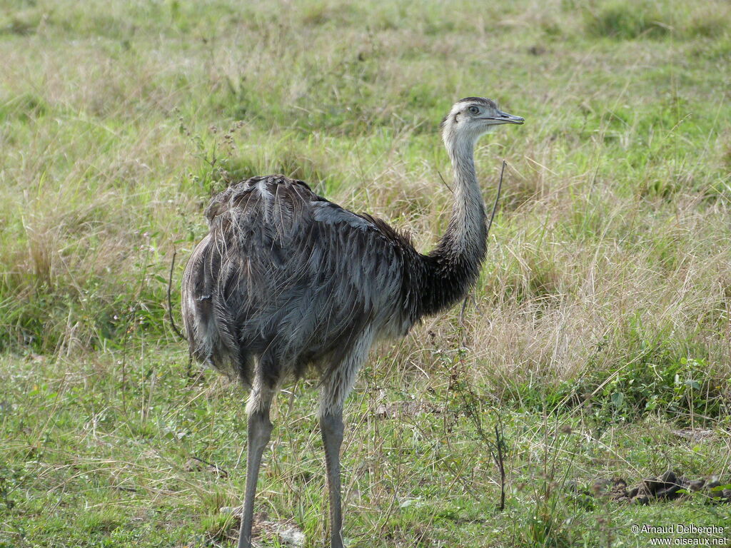 Greater Rhea