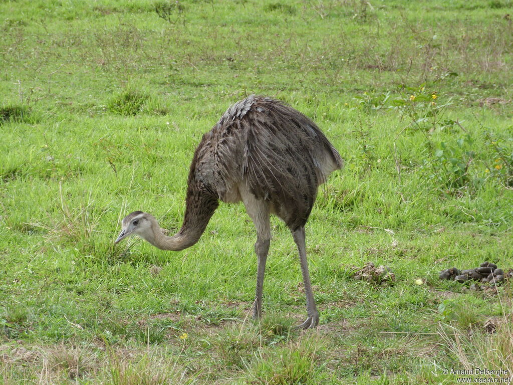 Greater Rhea