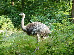 Lesser Rhea