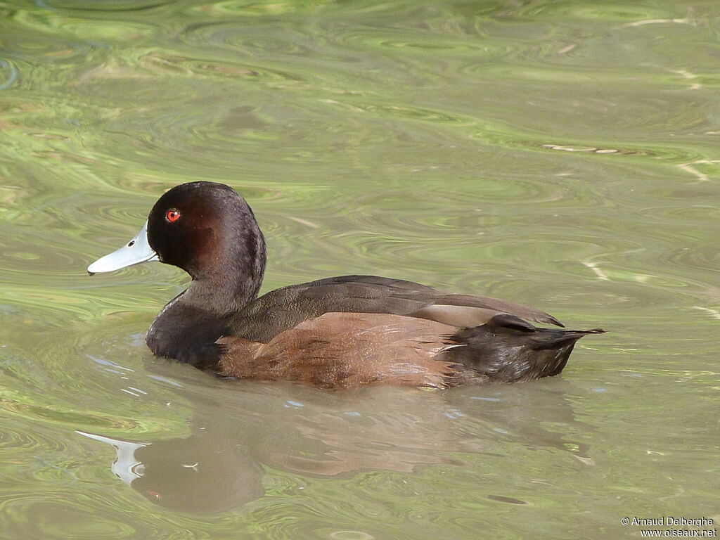 Southern Pochard