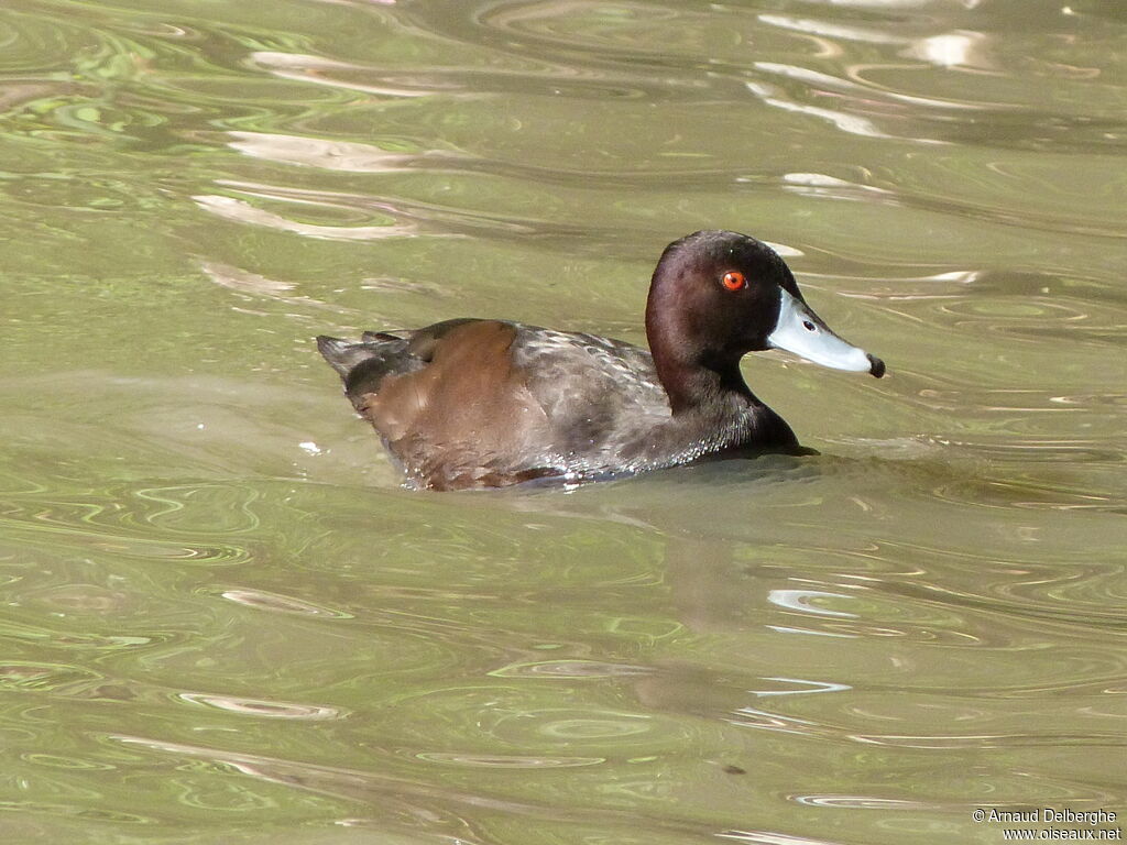 Southern Pochard