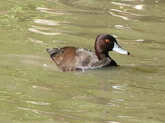 Nette brune