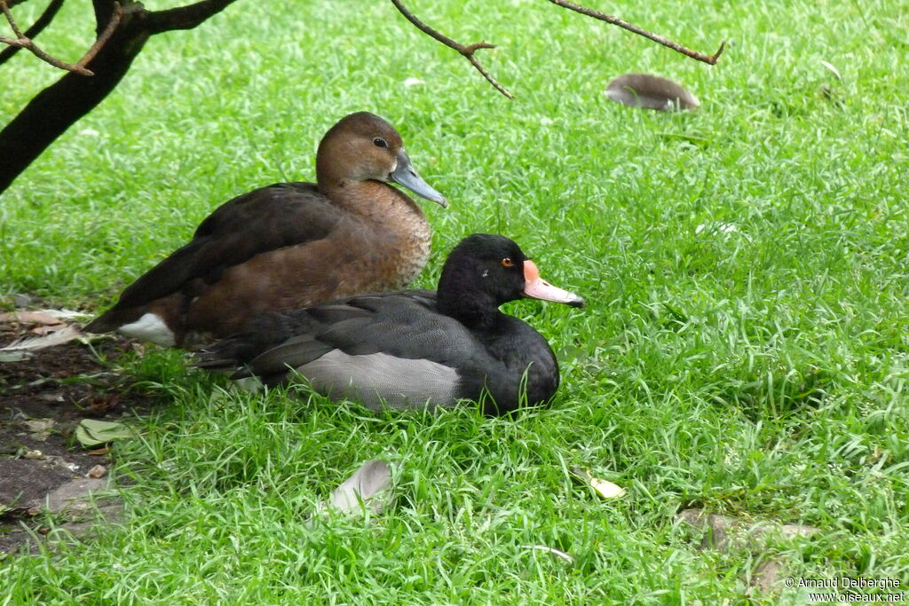 Rosy-billed Pochard