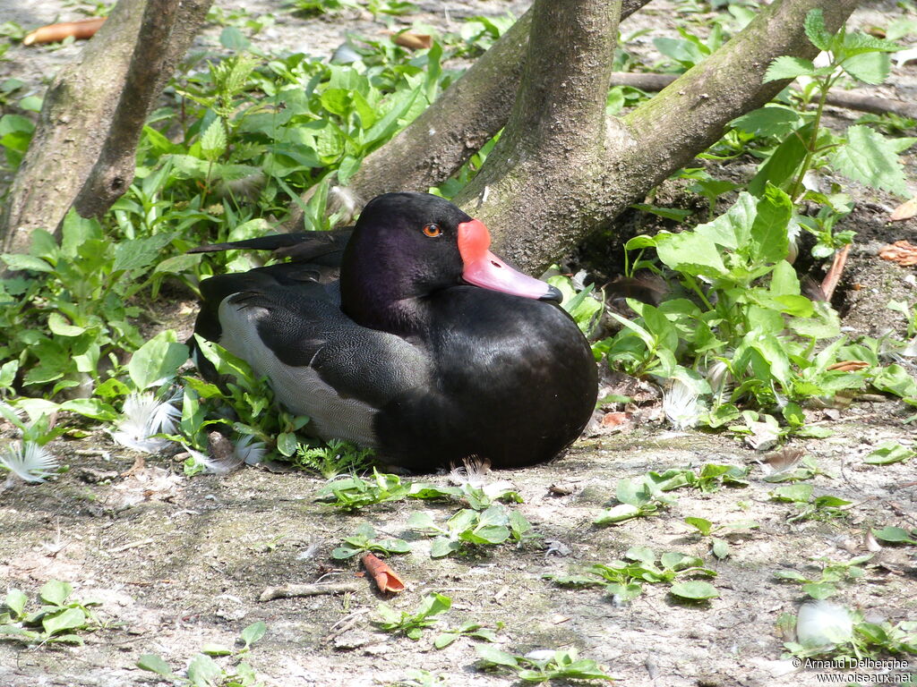 Rosy-billed Pochard