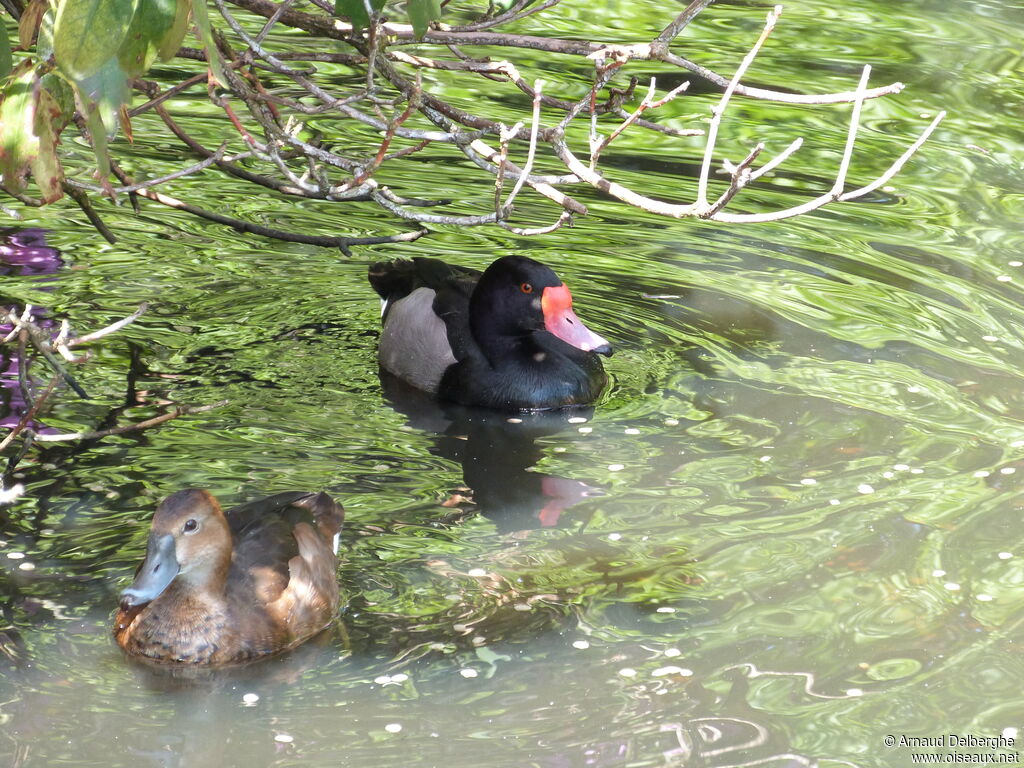 Rosy-billed Pochard