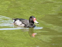 Rosy-billed Pochard