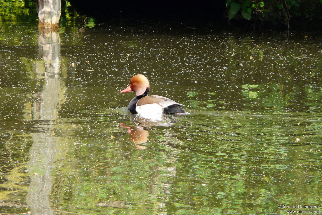 Nette rousse